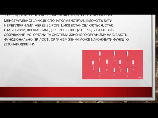 У ПЕРІОДІ СТАТЕВОГО ДОЗРІВАННЯ ВІДБУВАЄТЬСЯ СТАНОВЛЕННЯ МЕНСТРУАЛЬНОЇ ФУНКЦІЇ. СПОЧАТКУ МЕНСТРУАЦІЇ МОЖУТЬ БУТИ