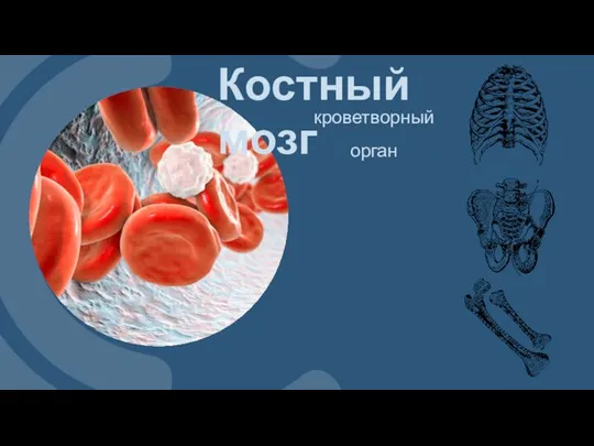 Костный мозг кроветворный орган