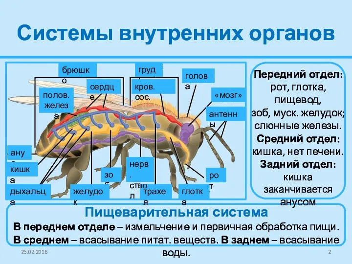 Системы внутренних органов 25.02.2016 Передний отдел: рот, глотка, пищевод, зоб, муск. желудок;