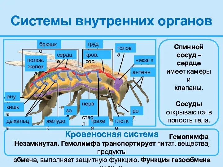 Системы внутренних органов 25.02.2016 Спинной сосуд – сердце имеет камеры и клапаны.