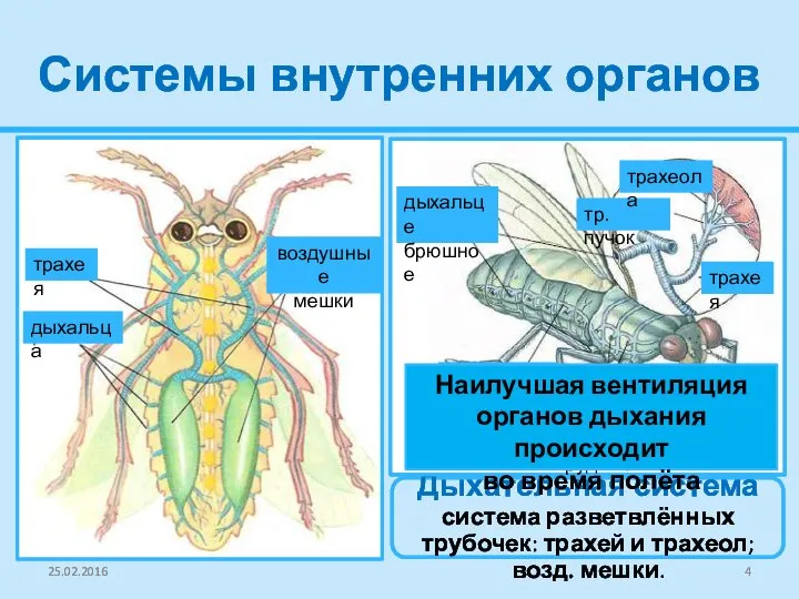 Системы внутренних органов 25.02.2016 Дыхательная система система разветвлённых трубочек: трахей и трахеол;