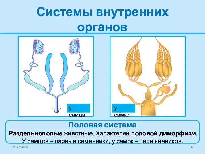 Системы внутренних органов 25.02.2016 Половая система Раздельнополые животные. Характерен половой диморфизм. У