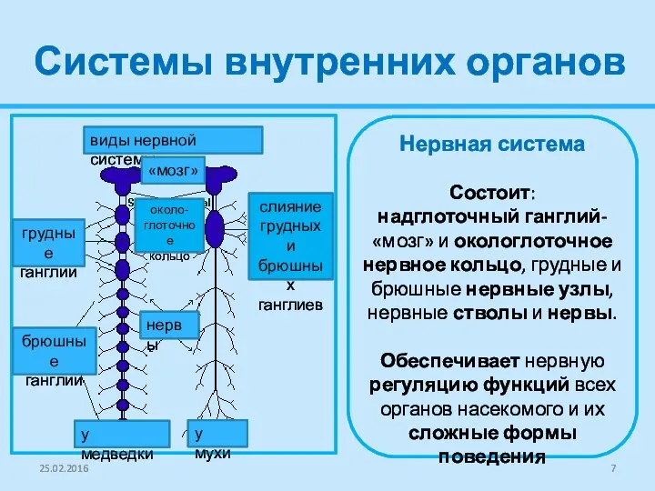 Системы внутренних органов 25.02.2016 виды нервной системы слияние грудных и брюшных ганглиев