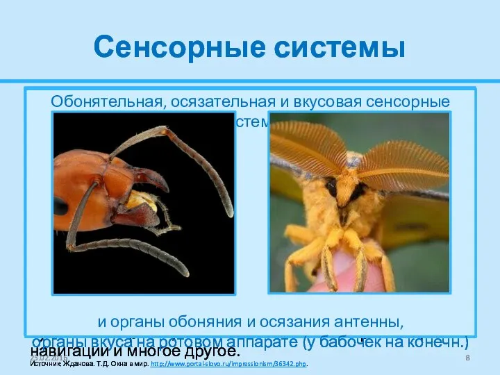Сенсорные системы Жизнедеятельность насекомых сопровождается обработкой звуковой, обонятельной, зрительной и другой сенсорной