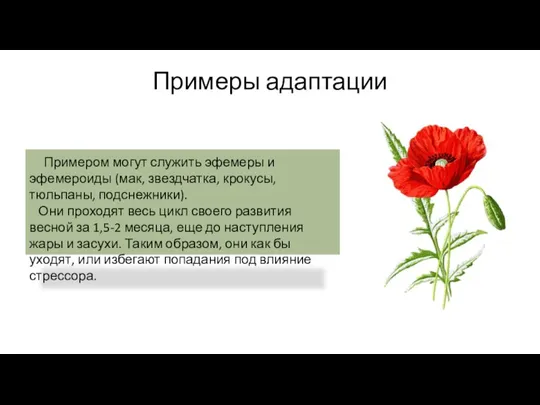 Примеры адаптации Примером могут служить эфемеры и эфемероиды (мак, звездчатка, крокусы, тюльпаны,