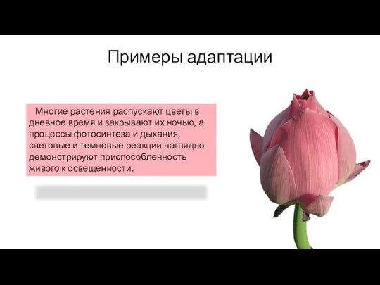 Примеры адаптации Многие растения распускают цветы в дневное время и закрывают их