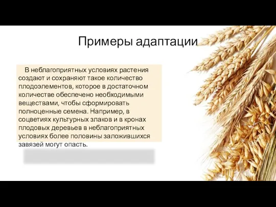 Примеры адаптации В неблагоприятных условиях растения создают и сохраняют такое количество плодоэлементов,