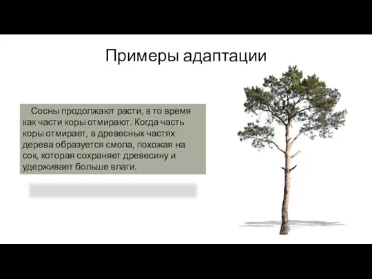 Примеры адаптации Сосны продолжают расти, в то время как части коры отмирают.