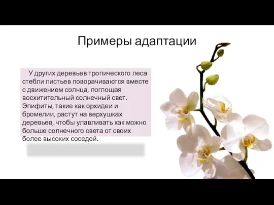 Примеры адаптации У других деревьев тропического леса стебли листьев поворачиваются вместе с