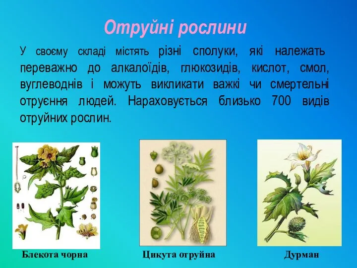 Отруйні рослини У своєму складі містять різні сполуки, які належать переважно до