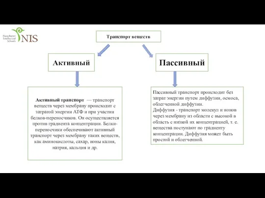 Транспорт веществ Активный Пассивный Активный транспорт — транспорт веществ через мембрану происходит