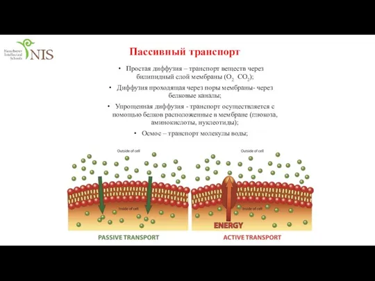 Простая диффузия – транспорт веществ через билипидный слой мембраны (O2 СО2); Диффузия