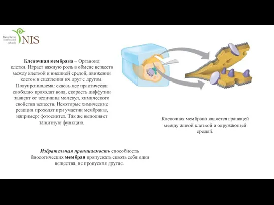 Избрательная проницаемость способность биологических мембран пропускать сквозь себя одни вещества, не пропуская