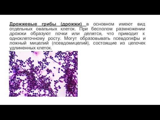 Дрожжевые грибы (дрожжи) в основном имеют вид отдельных овальных клеток. При бесполом