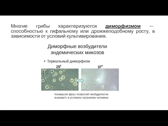 Многие грибы характеризуются диморфизмом — способностью к гифальному или дрожжеподобному росту, в зависимости от условий культивирования.