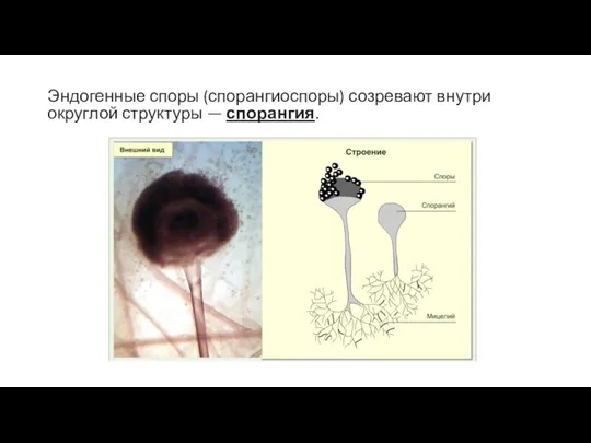 Эндогенные споры (спорангиоспоры) созревают внутри округлой структуры — спорангия.