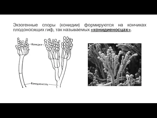 Экзогенные споры (конидии) формируются на кончиках плодоносящих гиф, так называемых «конидиеносцах».