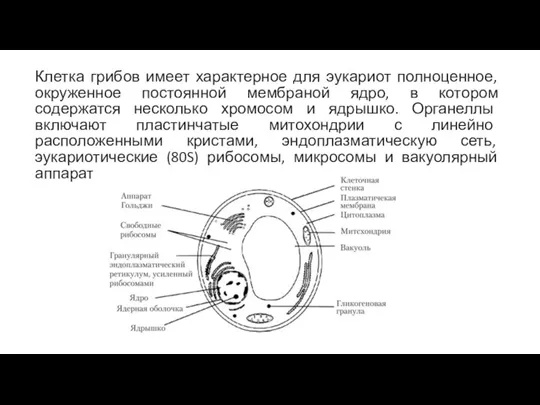 Клетка грибов имеет характерное для эукариот полноценное, окруженное постоянной мембраной ядро, в