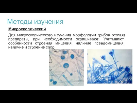 Методы изучения Микроскопический Для микроскопического изучения морфологии грибов готовят препараты, при необходимости