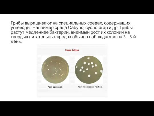 Грибы выращивают на специальных средах, содержащих углеводы. Например среда Сабуро, сусло-агар и