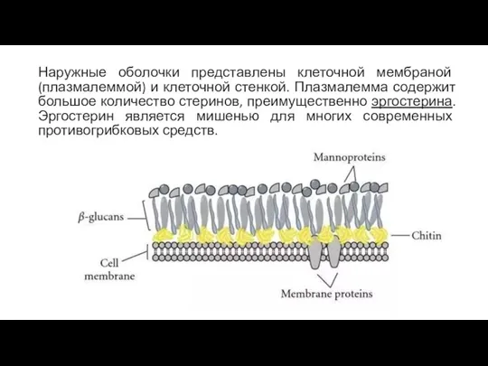 Наружные оболочки представлены клеточной мембраной (плазмалеммой) и клеточной стенкой. Плазмалемма содержит большое