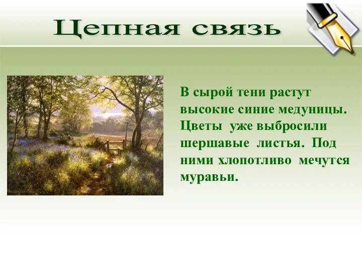 В сырой тени растут высокие синие медуницы. Цветы уже выбросили шершавые листья.