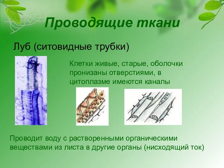 Проводящие ткани Луб (ситовидные трубки) Клетки живые, старые, оболочки пронизаны отверстиями, в