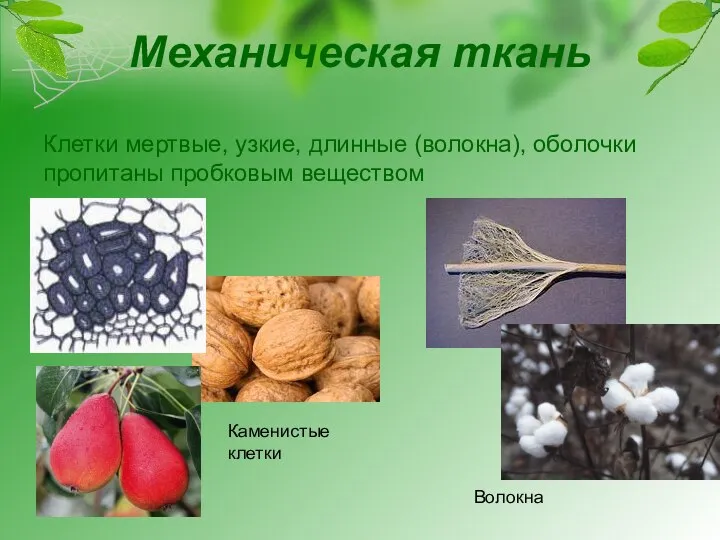 Механическая ткань Клетки мертвые, узкие, длинные (волокна), оболочки пропитаны пробковым веществом Каменистые клетки Волокна