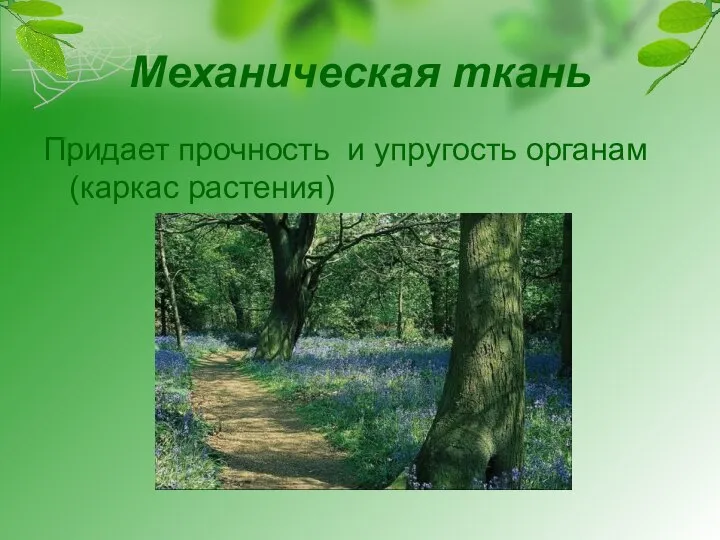 Механическая ткань Придает прочность и упругость органам (каркас растения)