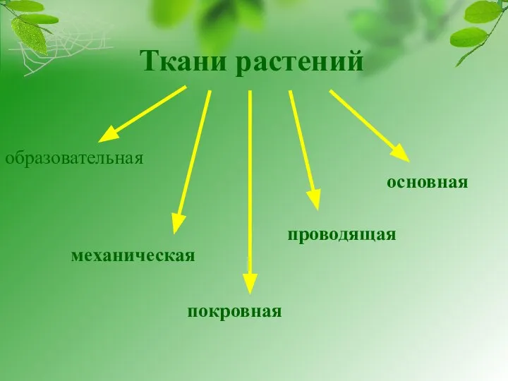 Ткани растений образовательная механическая покровная проводящая основная