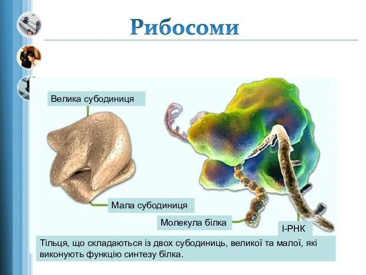 Велика субодиниця Велика субодиниця Мала субодиниця Молекула білка І-РНК Тільця, що складаються