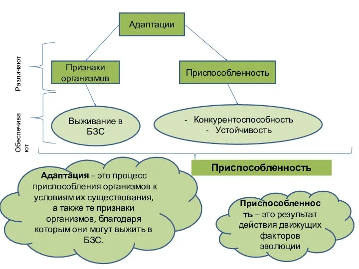 Адаптации Признаки организмов Приспособленность Различают Выживание в БЗС Конкурентоспособность Устойчивость Обеспечивают Приспособленность