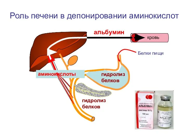 аминокислоты альбумин Роль печени в депонировании аминокислот гидролиз белков Белки пищи кровь гидролиз белков