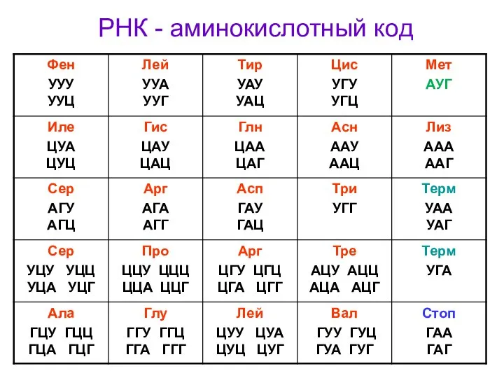 РНК - аминокислотный код