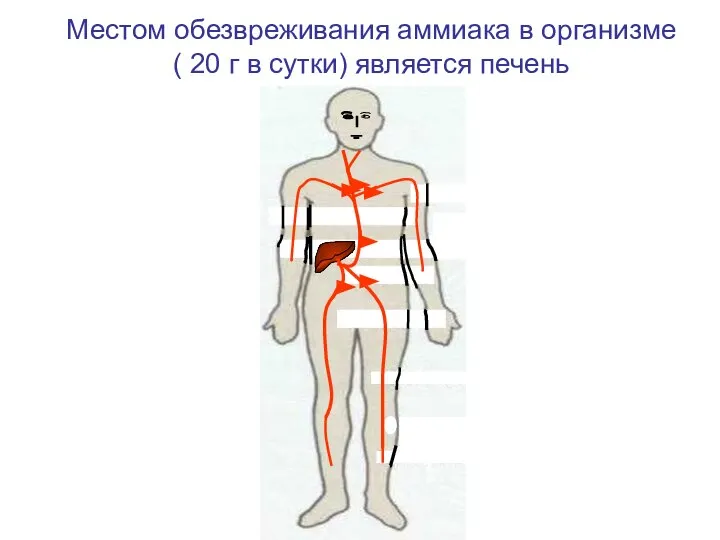 • • Местом обезвреживания аммиака в организме ( 20 г в сутки) является печень