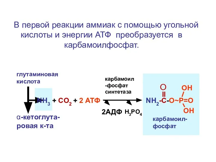 В первой реакции аммиак с помощью угольной кислоты и энергии АТФ преобразуется