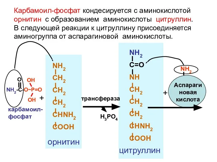 + NH2 CH2 CH2 CH2 CHNH2 COOH орнитин трансфераза H3PO4 NH2 C=O