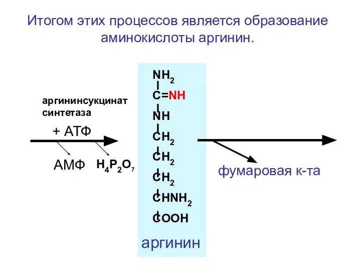 NH2 C=NH NH CH2 CH2 CH2 CHNH2 COOH фумаровая к-та + АТФ