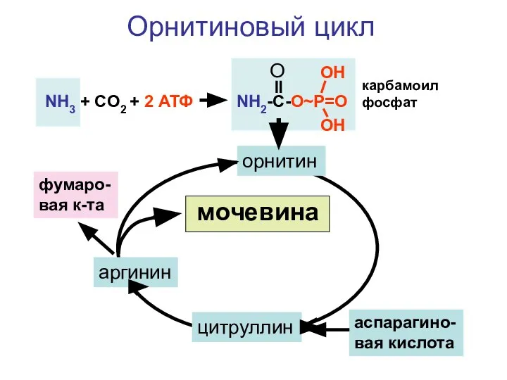 NH3 + CO2 + 2 АТФ NH2-C-O~P=O O OH OH орнитин цитруллин