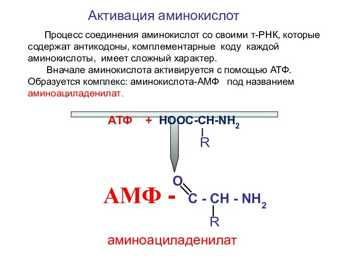 Активация аминокислот АТФ + НООС-СН-NН2 R O АМФ - C - CH