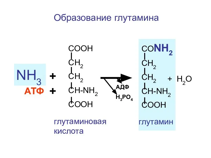 Образование глутамина СООН СН2 СН2 CH-NH2 COOH NH3 + СОNH2 СН2 СН2