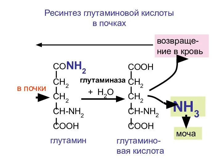 СООН СН2 СН2 CH-NH2 COOH NH3 СОNH2 СН2 СН2 CH-NH2 COOH +