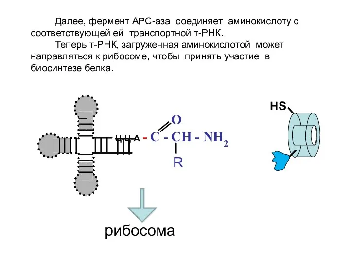 НS Ц-Ц-А O - C - CH - NH2 R Далее, фермент