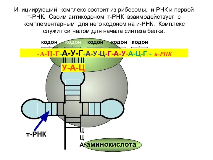 кодон кодон кодон кодон кодон ЦЦА -аминокислота т-РНК -А-Ц-Г-А-У-Г-А-У-Ц-Г-А-У-А-Ц-Г - и-РНК У-А-Ц