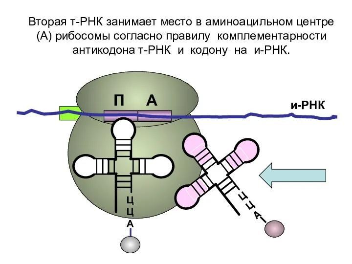 ЦЦА ЦЦА и-РНК Вторая т-РНК занимает место в аминоацильном центре (А) рибосомы