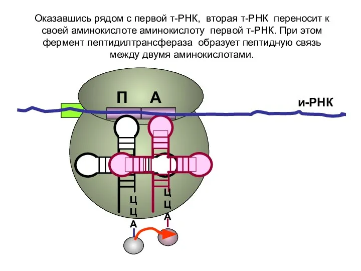 ЦЦА ЦЦА и-РНК Оказавшись рядом с первой т-РНК, вторая т-РНК переносит к