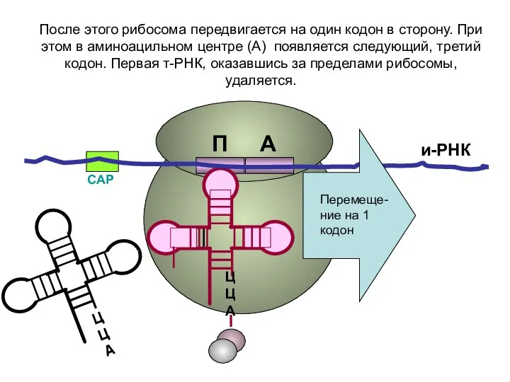 СAP и-РНК ЦЦА ЦЦА После этого рибосома передвигается на один кодон в