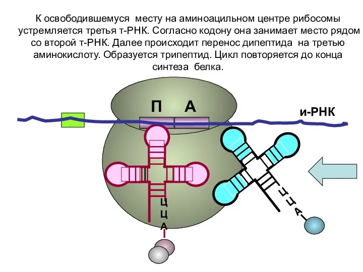 и-РНК ЦЦА ЦЦА К освободившемуся месту на аминоацильном центре рибосомы устремляется третья