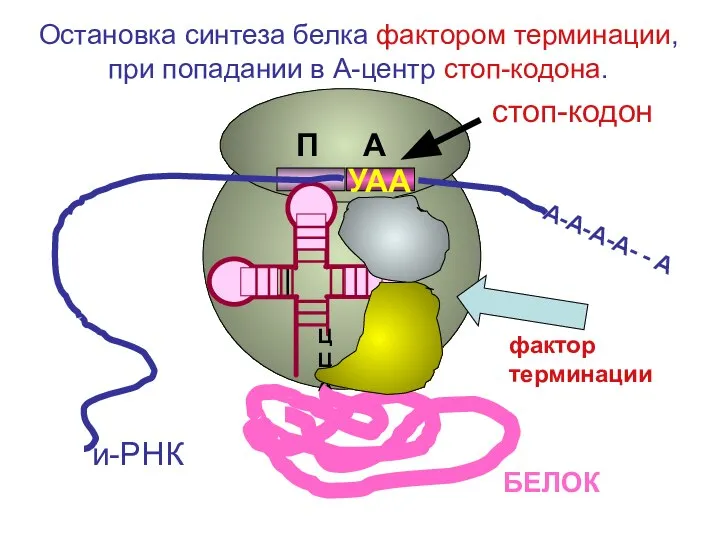 ЦЦА УАА А-А-А-А- - А и-РНК фактор терминации БЕЛОК стоп-кодон Остановка синтеза