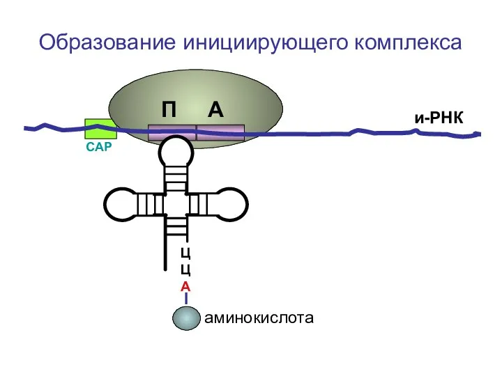 ЦЦА Образование инициирующего комплекса и-РНК СAP П А аминокислота